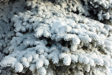 Christmas tree branches in the snow in winter