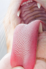 Cat tongue texture