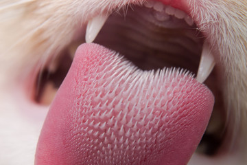 Cat tongue texture