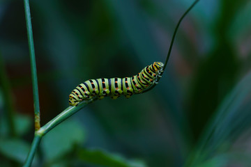 Caterpillar of a common yellow swallowtail. Larva of Old World swallowtail (Papilio machaon) on green plant. Vivid green caterpillar with black and orange markings