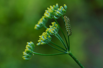 Caterpillar of a common yellow swallowtail. Larva of Old World swallowtail (Papilio machaon) on green plant. Vivid green caterpillar with black and orange markings