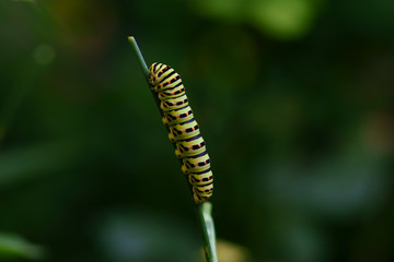 Caterpillar of a common yellow swallowtail. Larva of Old World swallowtail (Papilio machaon) on green plant. Vivid green caterpillar with black and orange markings