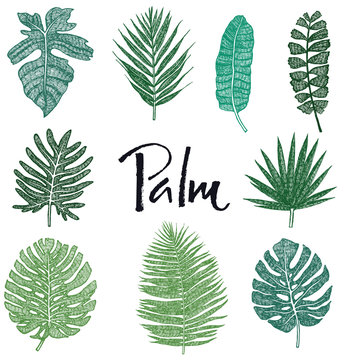 Set of Green Palm leaves Hand drawing Isolated object Sketch style