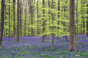 Beautiful and colorful springtime landscape in a forest with bluebells and beech trees blooming