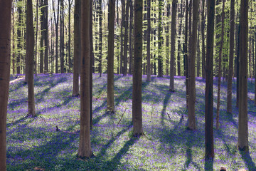Obraz premium Beautiful forest in springtime with bluebells