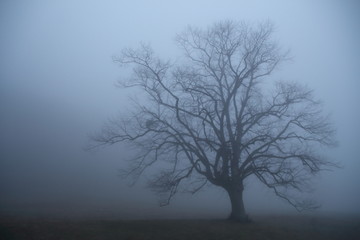 Tree in mist. Misty morning. Winter misty mornig.