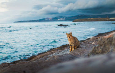 Curious and cute cat on the beach side