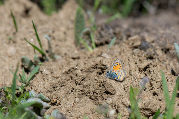 Anadolu Gelinciği / Tomares nogelii / Anatolian Vernal Copper 