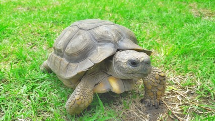Obraz premium Tortuga