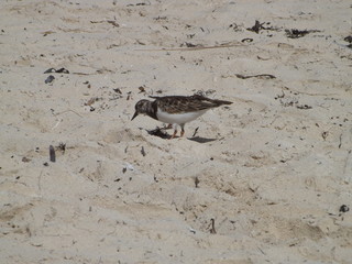 Bird Foraging In Sand