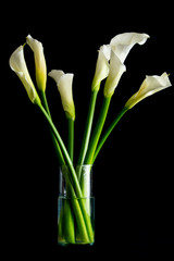 Bouquet of Calla Lilies