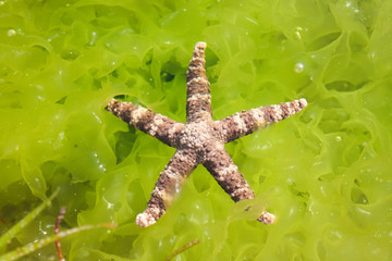 red starfish on stone and fresh green seaweed