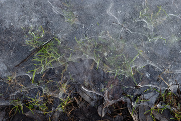 Trawa i liście pod warstwą lodu