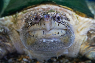 Alligator Snapping Turtle, Macrochelys temminckii