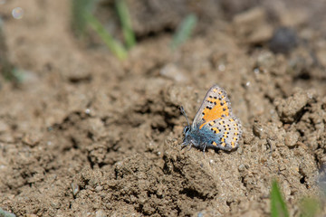 Anadolu Gelinciği / Tomares nogelii / Anatolian Vernal Copper 