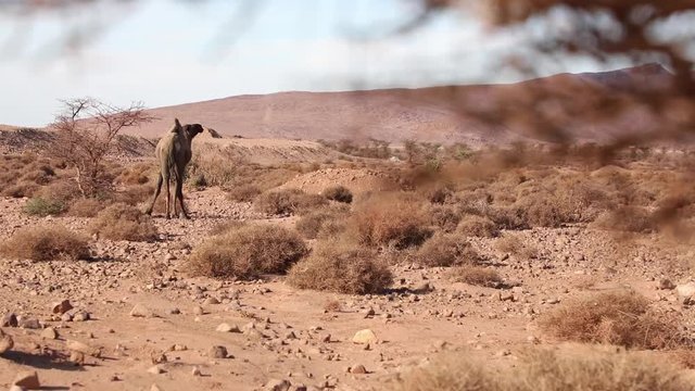 A video of a camel walking in the desert  with a panoramic view of the vast, open desert, with the blue sky