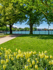 Lake Constance, Bodensee promenade green view in Bregenz, Austria on a sunny June day, the floating stage on the lake in the distance