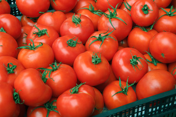 fresh tomatoes at the market