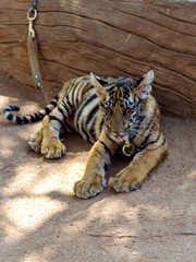 A little tiger sits on a leash in the shade in a Tiger monastery in Kanchanaburi province, Thailand