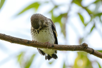 Goldfinch (Carduelis carduelis).