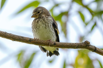 Goldfinch (Carduelis carduelis).