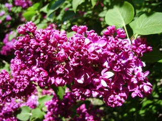 Fototapeta premium Flowers of lilac lilac on a wet background. Macro. Spring branch of blossoming lilac