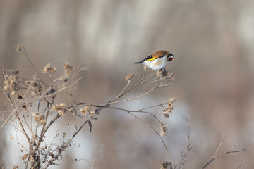Goldfinch (Carduelis carduelis).