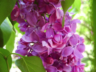 Flowers of lilac lilac on a wet background. Macro. Spring branch of blossoming lilac