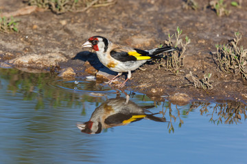 Goldfinch (Carduelis carduelis).