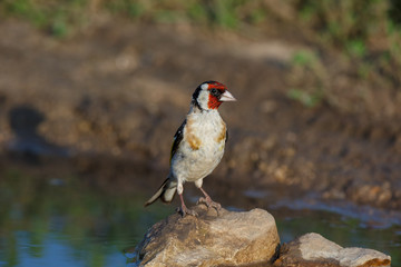 Goldfinch (Carduelis carduelis).