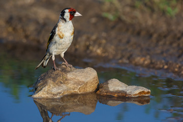 Goldfinch (Carduelis carduelis).