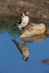 Fototapeta premium Goldfinch (Carduelis carduelis).
