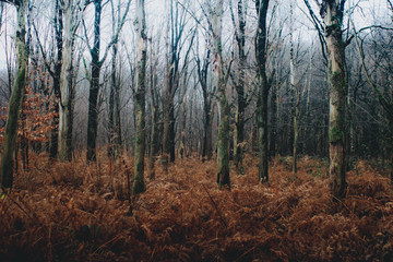 forest in autumn