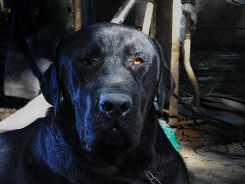 un precioso retrato