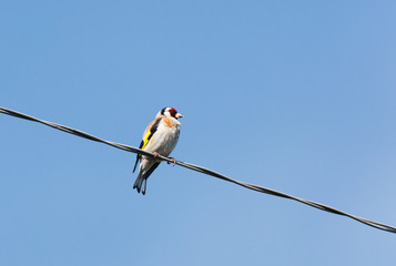 Goldfinch (Carduelis carduelis).
