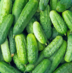 Cucumbers as a food background texture. Picked crop of cucumber.