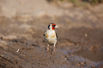 Goldfinch (Carduelis carduelis).