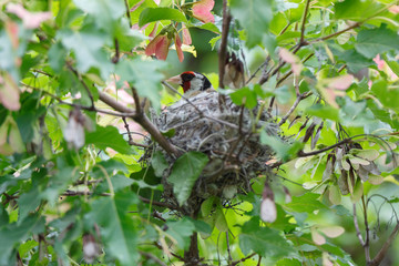 Goldfinch (Carduelis carduelis).