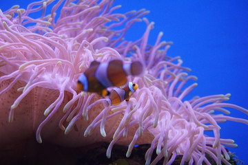 Naklejka na ściany i meble Clown fish with sea anemone coral at dark light aquarium