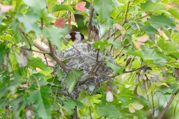 Goldfinch (Carduelis carduelis).