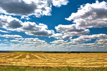 Harvester in the field, the stubble