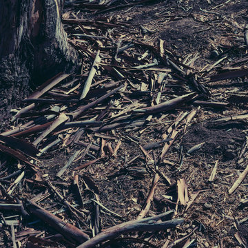 roots of a tree