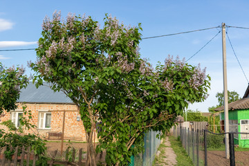 Syringa vulgaris