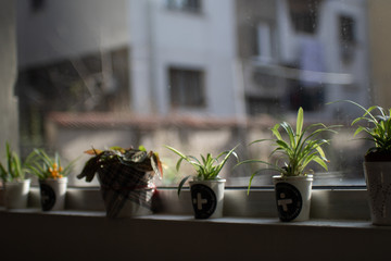 plants in pots