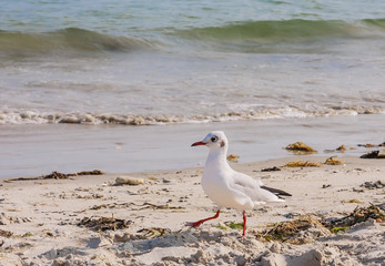 Seagull on the beach near Carnac, France , France Brittany