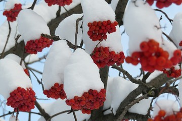 Rowan berries covered with snow in winter season, closeup