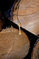 Detail of tree resin coming out from a trunk