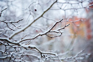Fototapeta na wymiar Brown tree brunch with snow