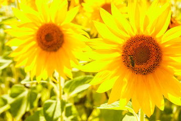 a field of blooming sunflowers against a colorful sky
