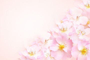 Fototapeta na wymiar Spring blossom or summer blossoming rose (rosehip), toned, bokeh flower background, pastel and soft floral card 
